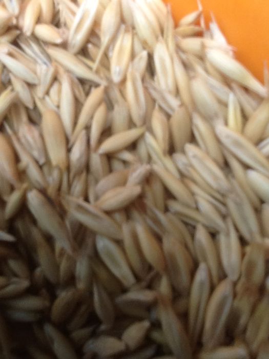 Pszenica-dla kur drobiu) ,  Jęczmień,Owies ,mieszanka jara , pszenżyto