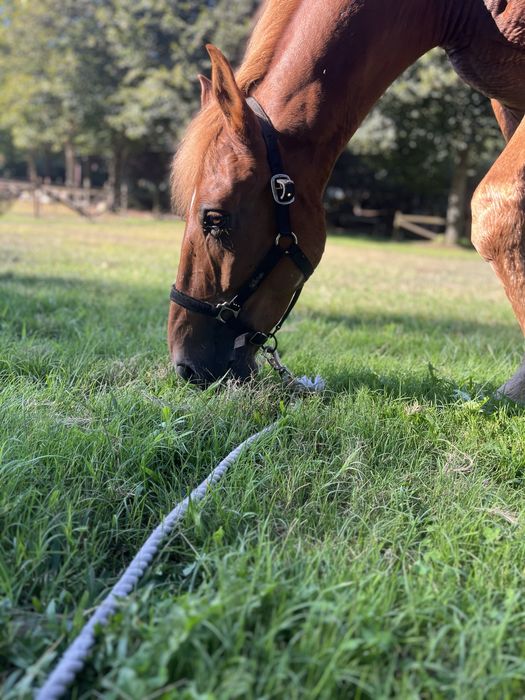 Para venda cavalo cruzado