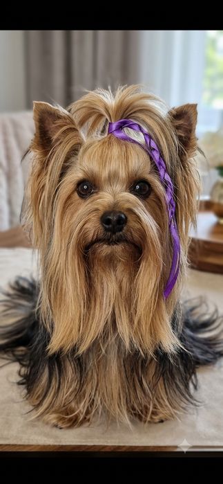 Yorkshire Terrier  gotowa do odbioru