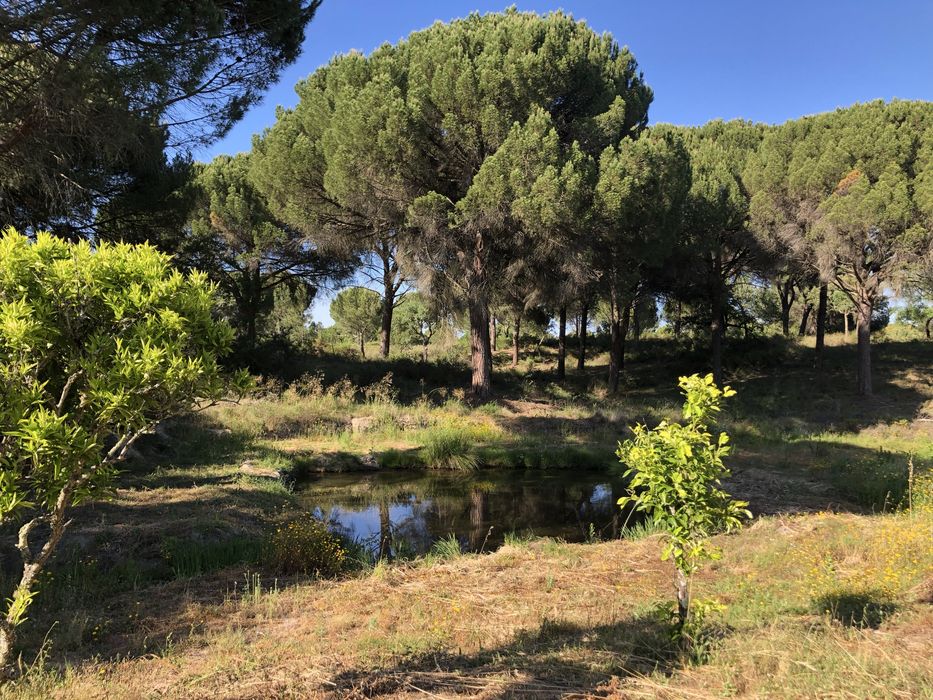 Quinta 5 ha - Coruche (Feixe)