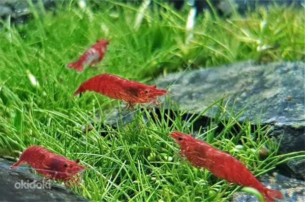 Аквариумные креветки красные синие прозрачные