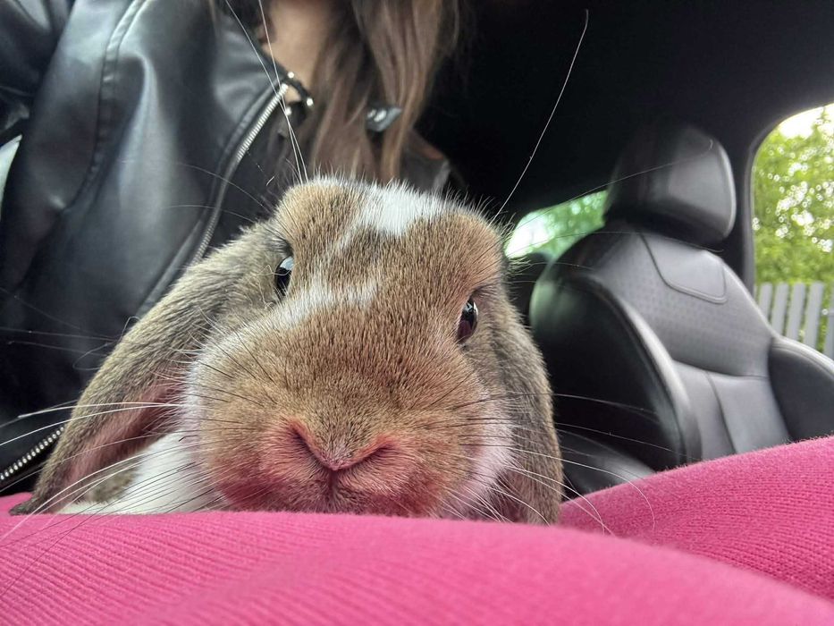 Królik mini lop.Samiczka