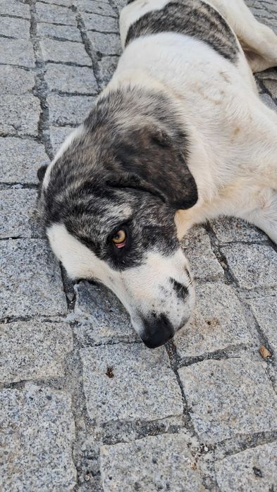 Doação  de 2 cadelas e 1 cão da Raça Rafeiro Alentejo