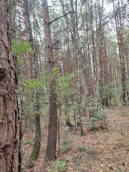 Działka leśna, rolna ok.85 arów  (REZERWACJA)