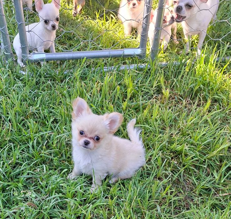 Chihuahua długowłosy piesek rodowód FCI ZkwP