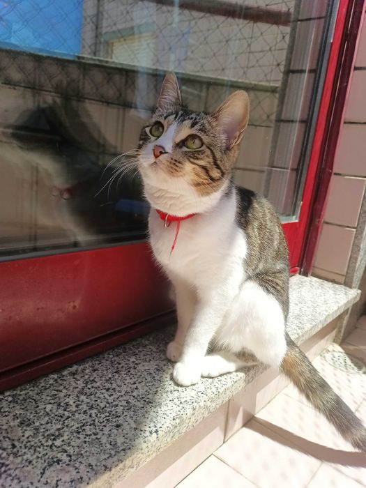 Gata para adoção responsável