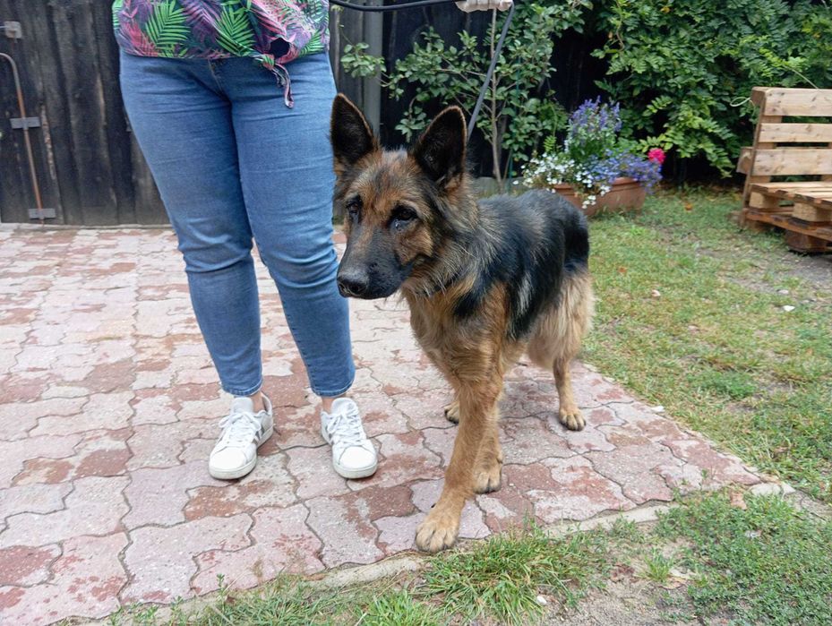 Pola - śliczna sunia w typie owczarek niemiecki