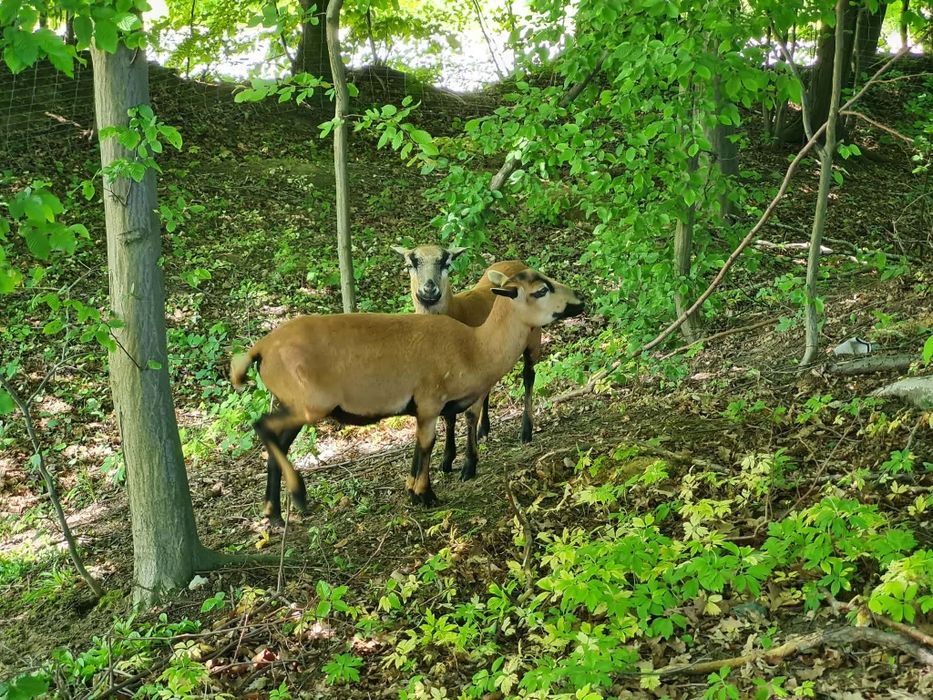 Domek do wynajęcia koło Tarnowa