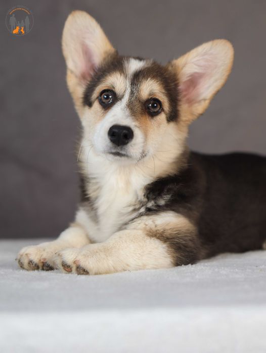 Welsh Corgi Pembroke ZKWP rodzice przebadani na choroby genetyczne
