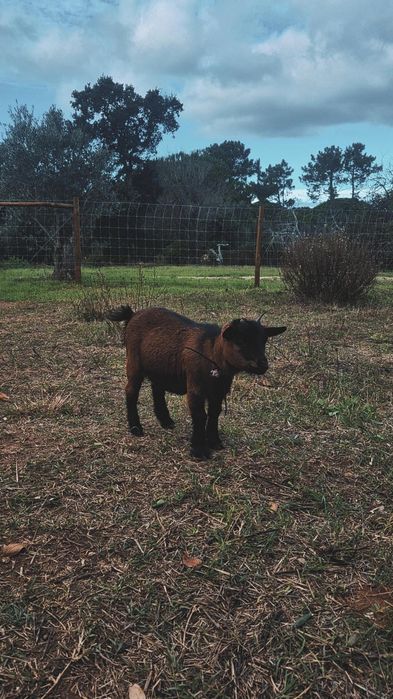 Cabras, Cabras anãs
