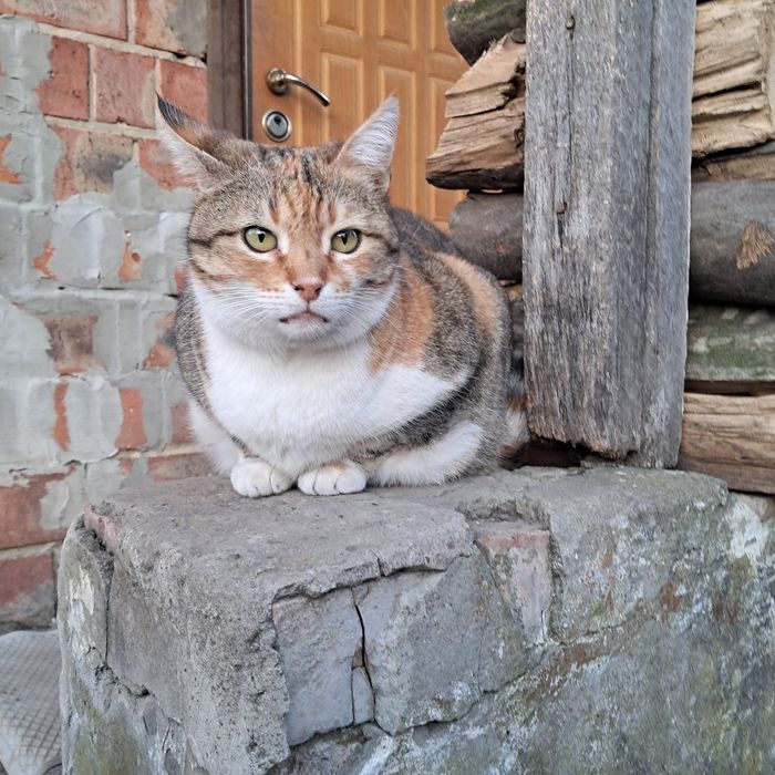 Триколірна кішечка