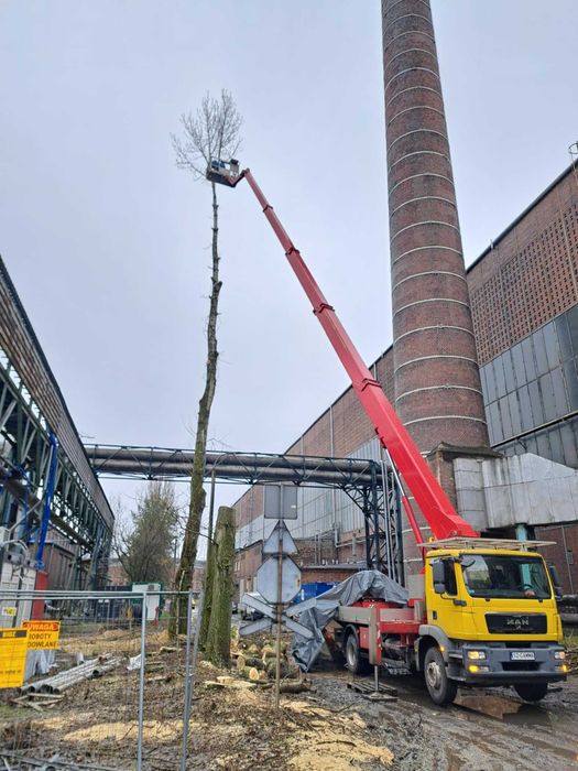 Wycinka drzew Bytom pielęgnacja drzew