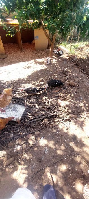 Patos mudos a procura  de novo lar