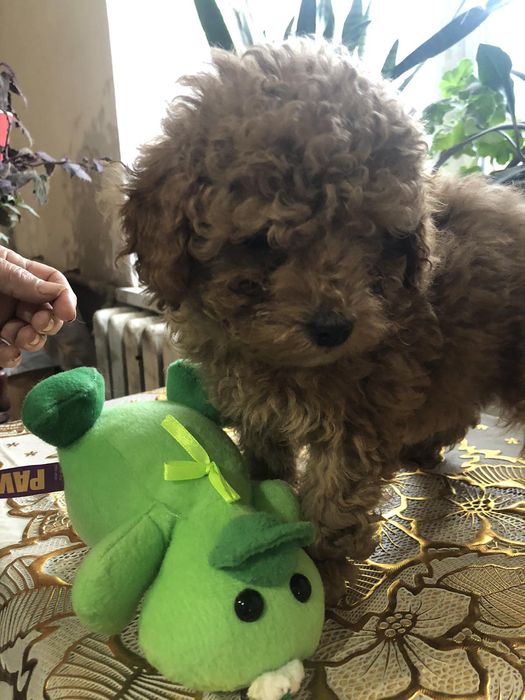 Неймовірні той пуделята