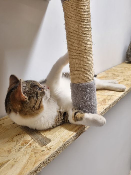 Kocurek Igor szuka domu