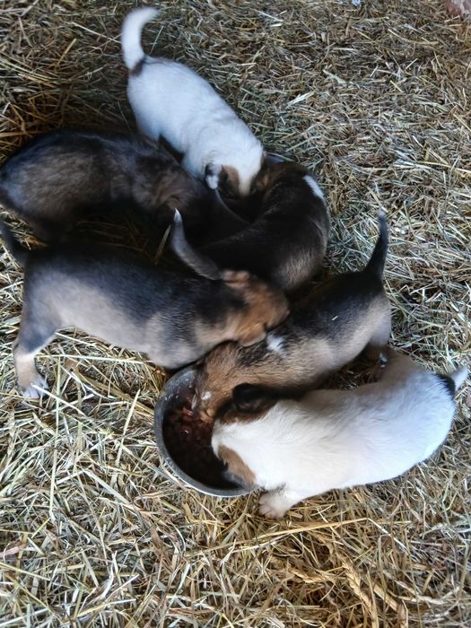 Chce oddac male pieski do adopcji