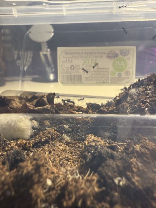 Продам колонию муравьев вида Aphaenogaster senilis