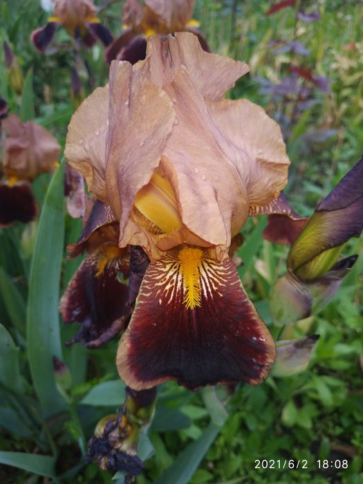 Іриси бородаті високорослі