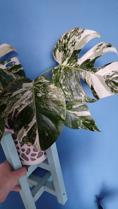 Monstera Variegata, dużo bieli