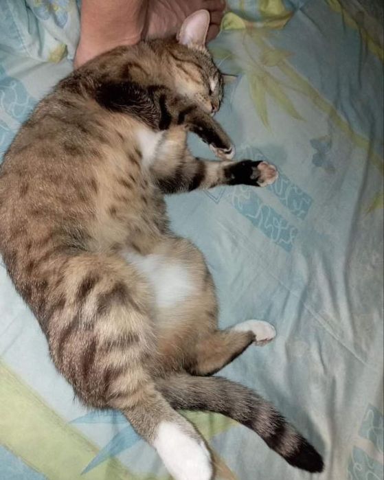 Пропала кошка, Хорошево