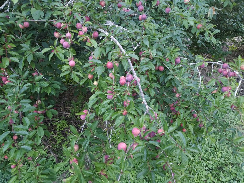 Terreno com 3700m2 na Rua do Marco, Feteira, Pombal