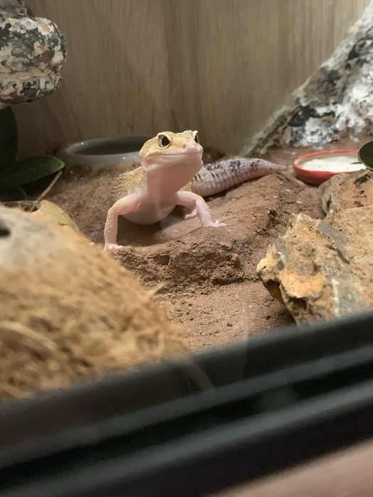 Terrarium + dwie gekony lamparci