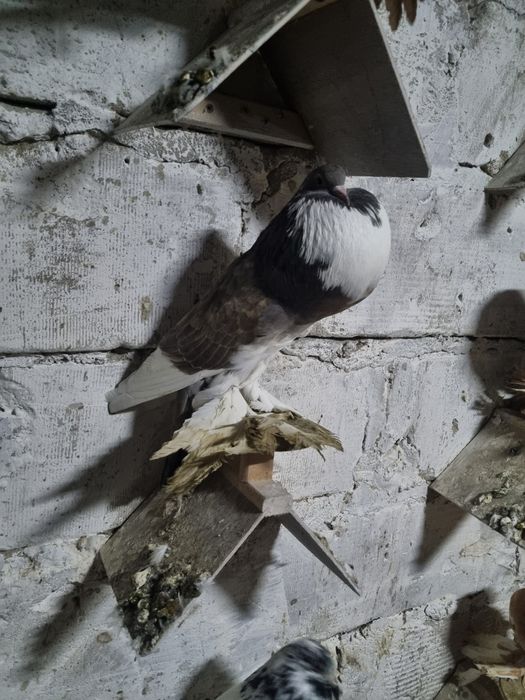 Wysyłam kurierem! Garłacze pomorskie 3 luźne samice.