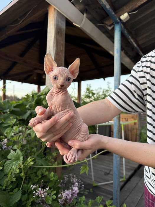 Котята канадский сфинкс