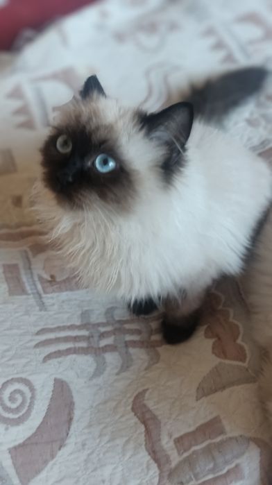 Невська маскарадна 4 міс котик і киця