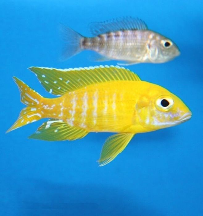 Продам рибок аулунокара бенша