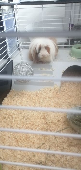 Świnka morska 18 miesieczna