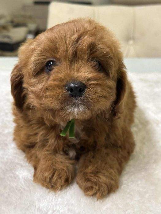 Cudowny chlopiec Cavapoo