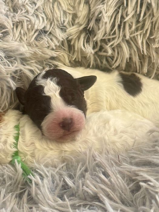 Lagotto Romagnolo łaciata suczka!