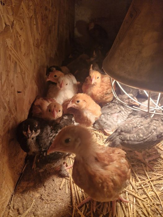 Nioski , młode kury