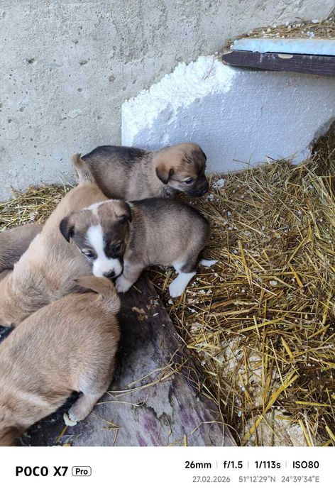 Собаки безкоштовно