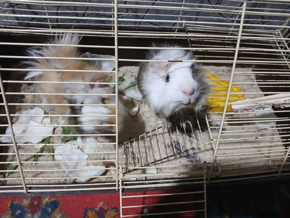 Одам двух девочек