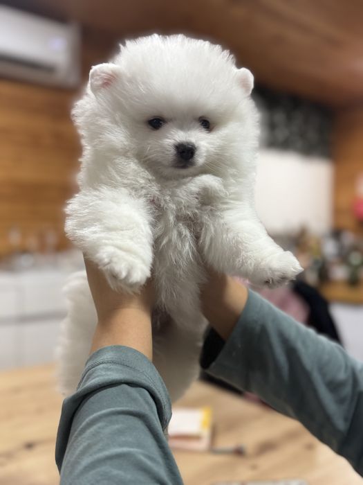 Lulu da Pomerania