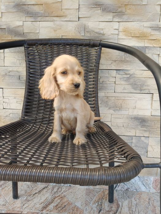 Cocker spaniel angielski pies