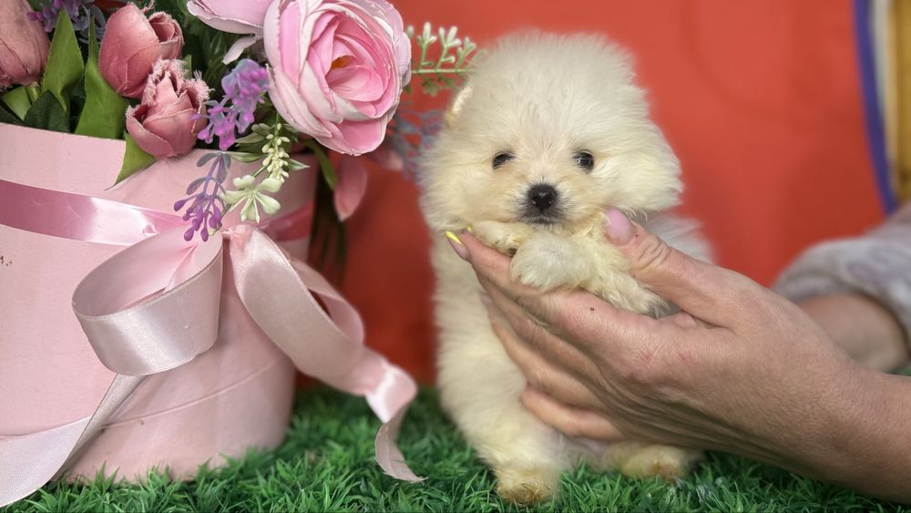 Курносий хлопчик супер міні шпиць