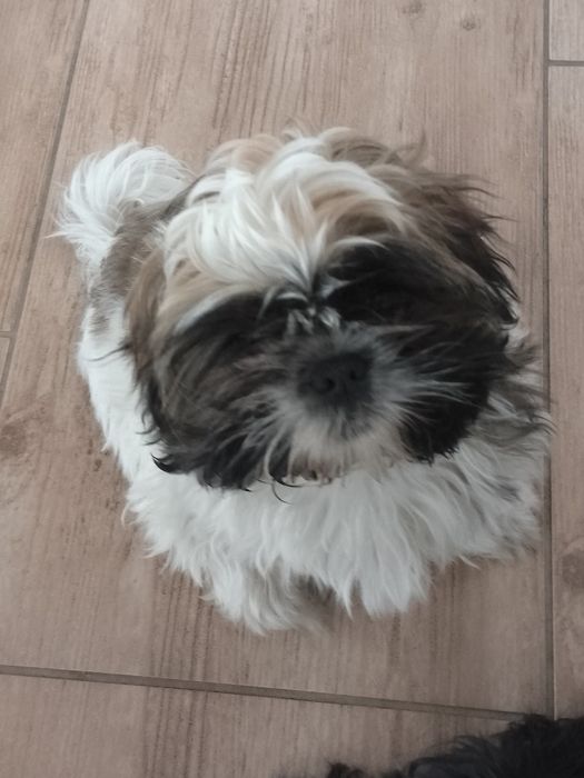 Śliczna,odchowana sunia Shih tzu
