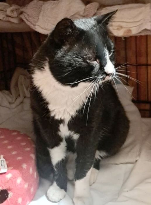 Dżeki kotek FELV+ pilnie potrzebuje domku