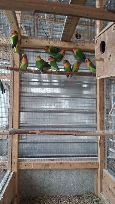 Клітки для фішеров