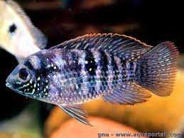 Andinoacara latifrons  Akara platynowa (rarytas) - dorosłe