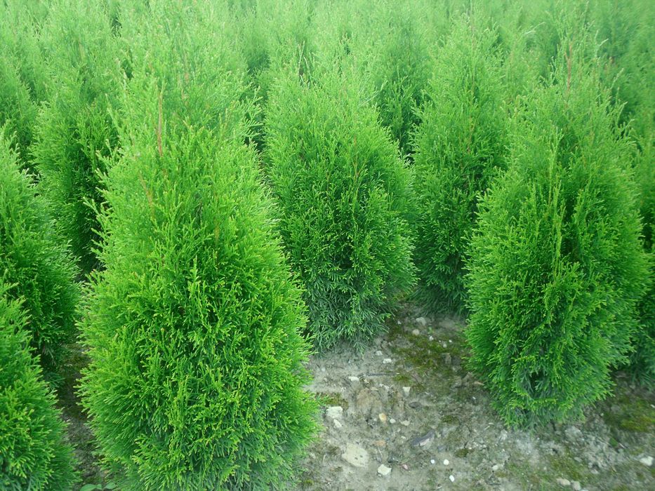 Tuja Szmaragd 100/110-120cm