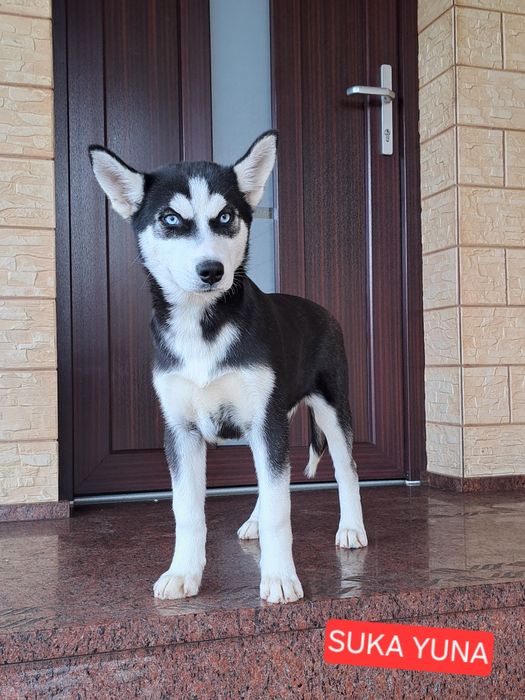 Husky Syberyjski