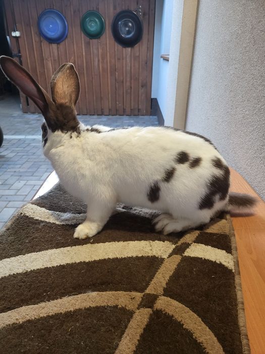 Німецький строкаьтий велетень