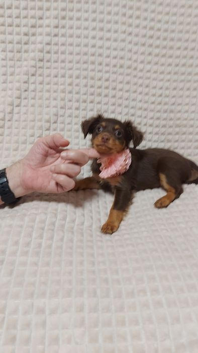 Готовятся к продаже эффектные девочки длинношерстного той терьера