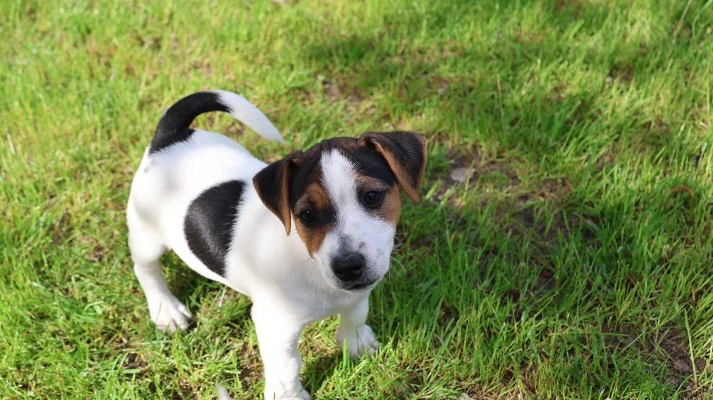 PIESEK  Jack Russell Terrier z hodowli "BREFIO"-do odbioru