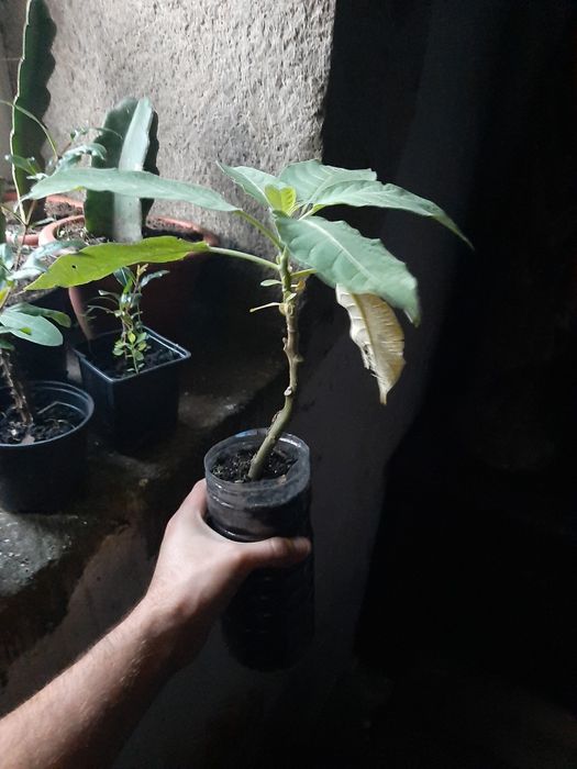 Plantas de trombeteira