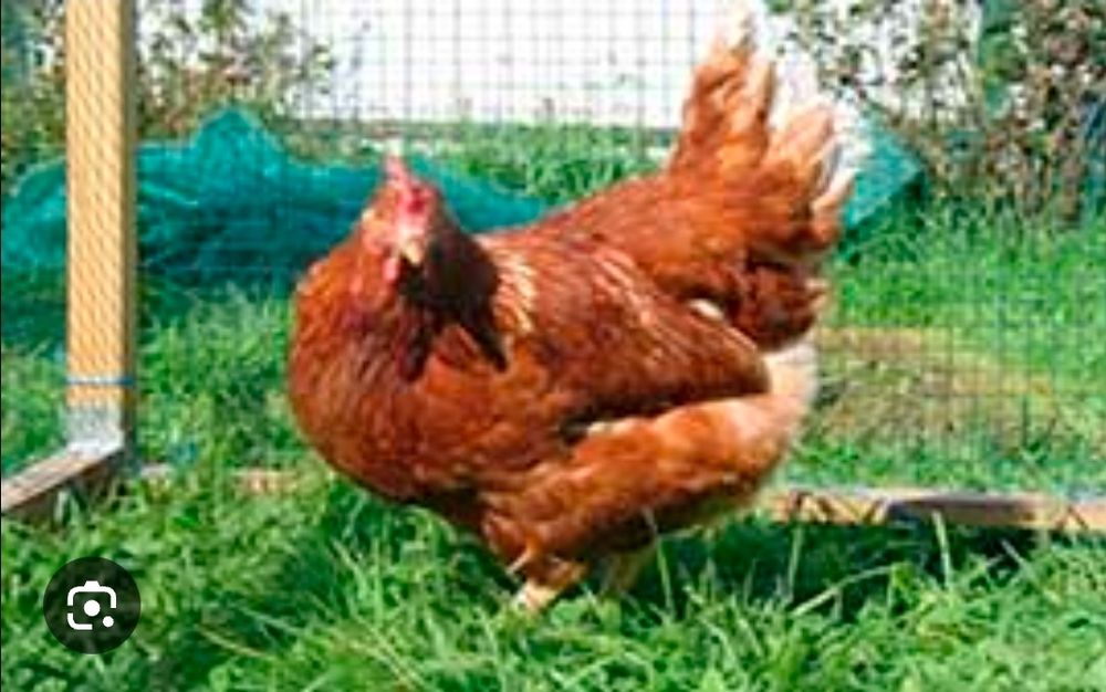 Яйце Інкубаційне кур